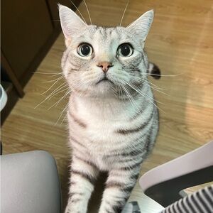 Meet your Posher, yanoko